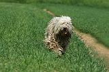 KOMONDOR 023